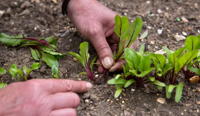 прореживание свеклы