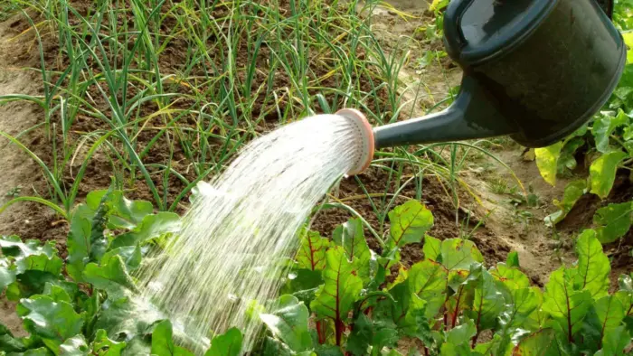 полив свеклы из лейки