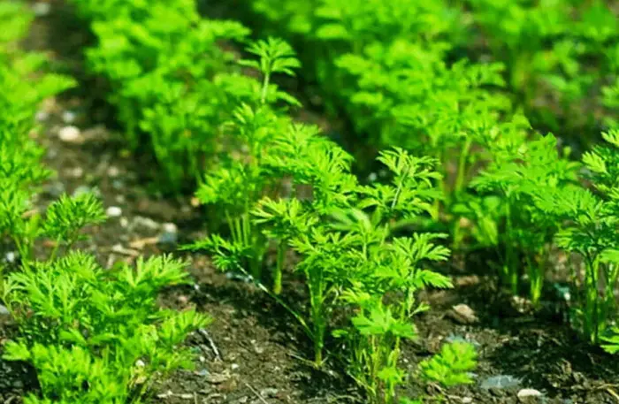 густые всходы моркови