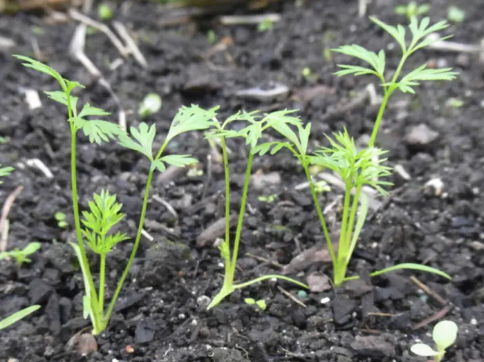 первые настоящие листья моркови