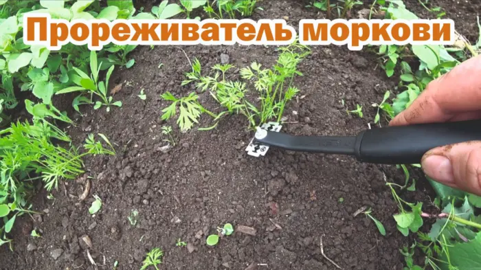 инструменты для прореживания моркови на грядке