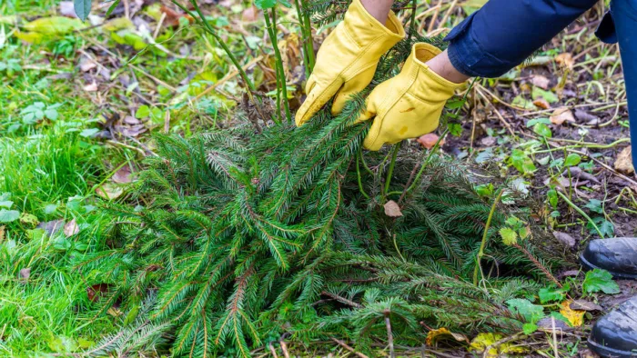 мокрый лапник в руках