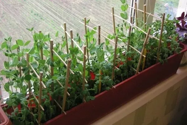 Душистый горошек: как и когда сеять на рассаду и в грунт