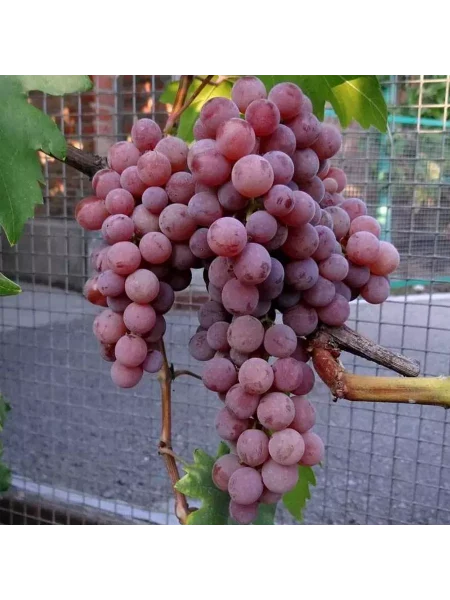 rilayns-pink-sidlis-1-236043