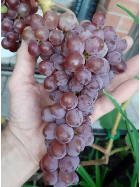 rilayns-pink-sidlis-3-236043