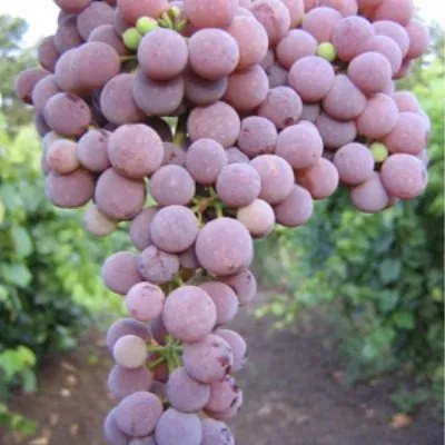 rilayns-pink-sidlis-4-236043