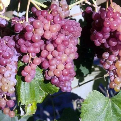 rilayns-pink-sidlis-5-236043