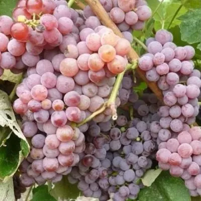 rilayns-pink-sidlis-6-236043