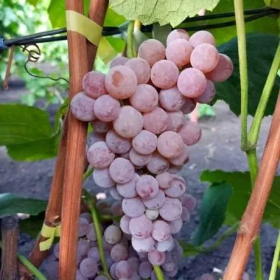 rilayns-pink-sidlis-8-236043