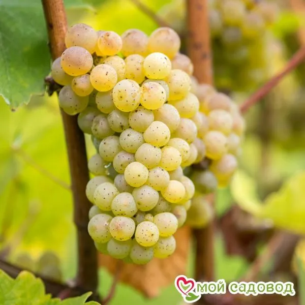 risling-reynskiy-1-233034