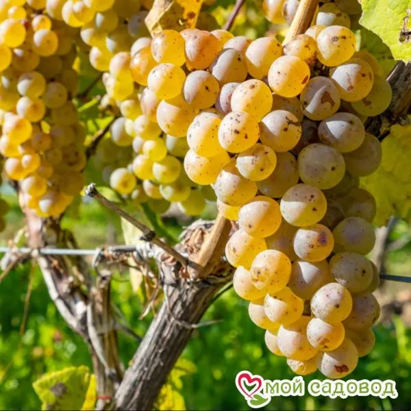 risling-reynskiy-3-233034