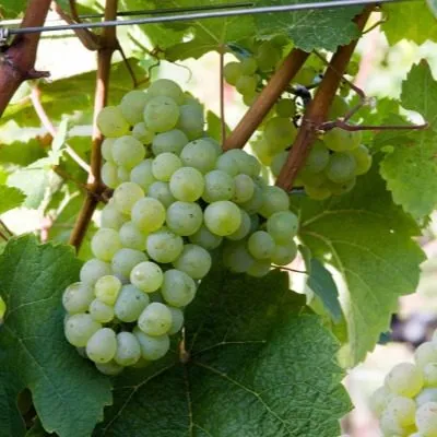 risling-reynskiy-4-233034