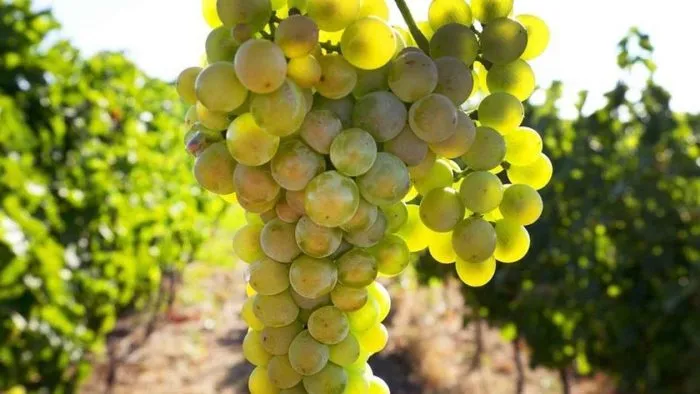 risling-reynskiy-main-233034