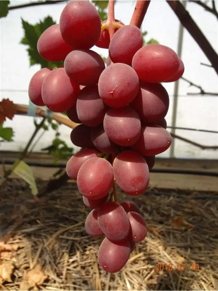 rozovyy-ranniy-2-227971