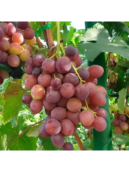 rozovyy-ranniy-3-227971