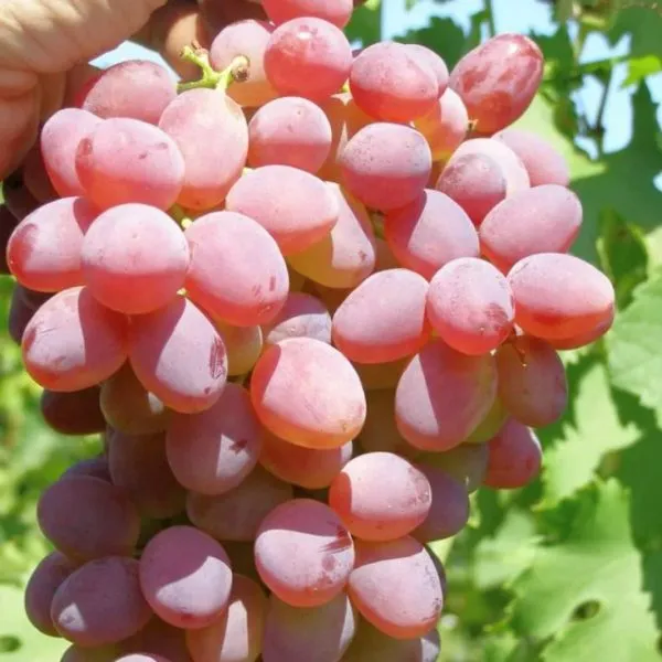 rozovyy-ranniy-main-227971