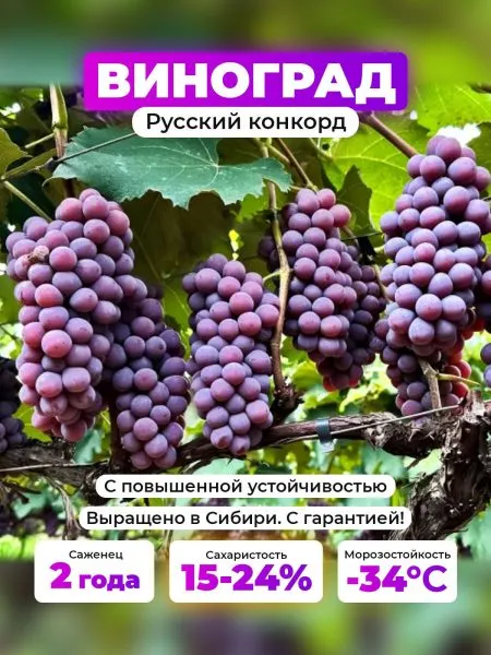 russkiy-konkord-2-233064