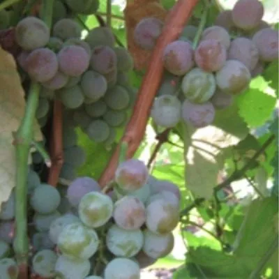 russkiy-konkord-4-233064