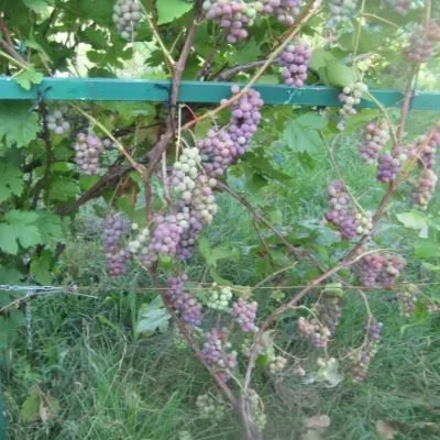 russkiy-konkord-5-233064