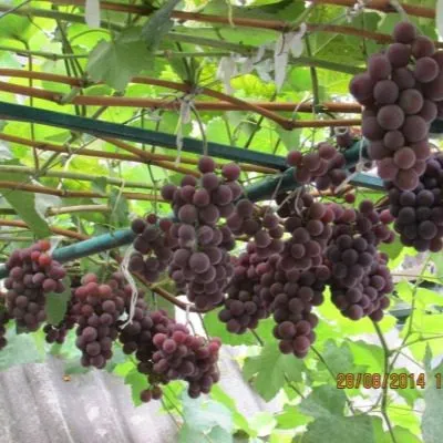 russkiy-konkord-6-233064