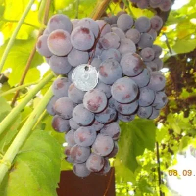 russkiy-konkord-8-233064