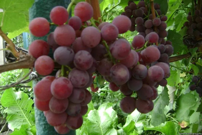 russkiy-konkord-main-233064