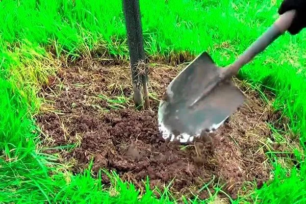 Мульчирование приствольных кругов: как, когда и чем правильно укрывать