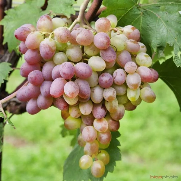 samohvalovich-2-235176