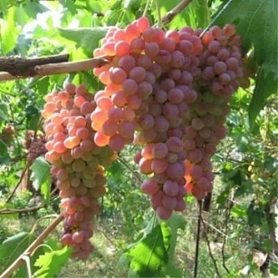 samohvalovich-4-235176