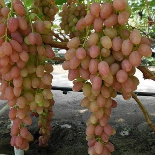 samohvalovich-main-235176