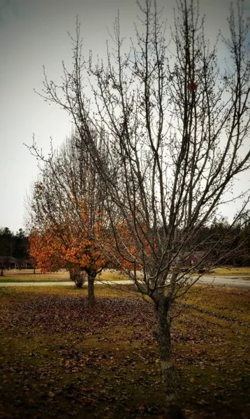 яблоня без листьев осенью