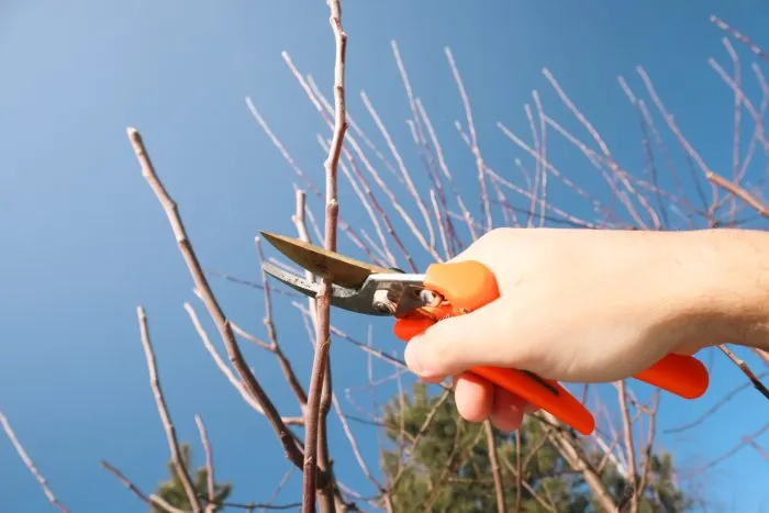 обрезка ветки секатором