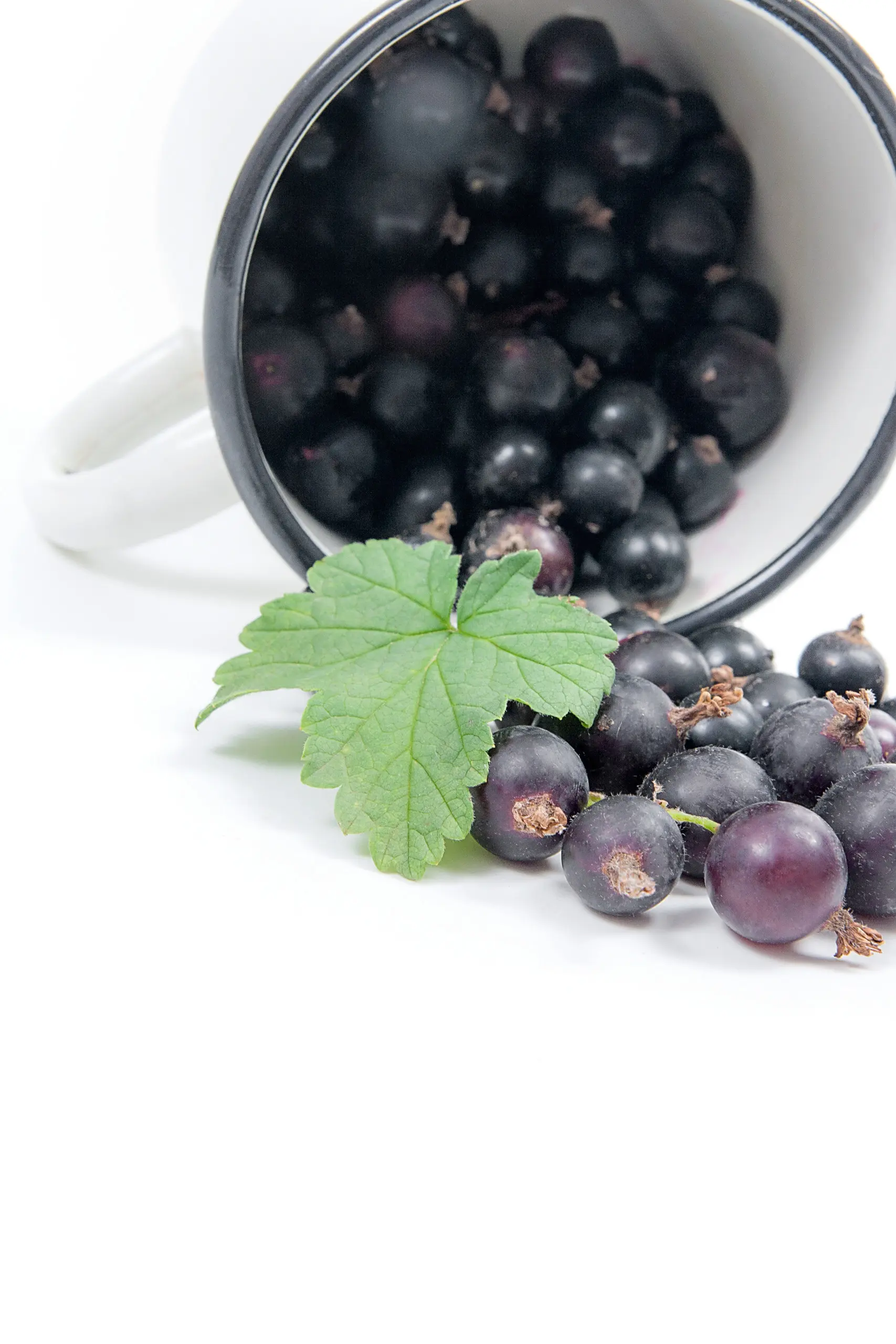 спелые ягоды чёрной смородины