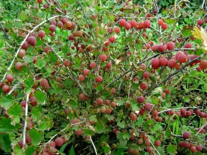 куст крыжовника с шипами