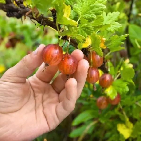 спелые ягоды крыжовника в руках