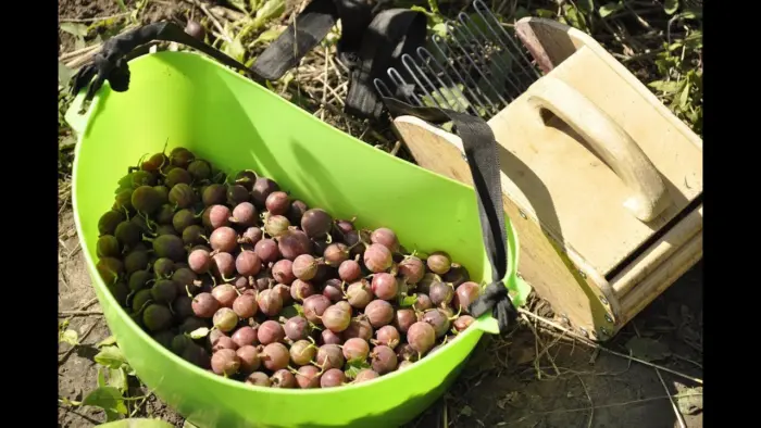 сбор крыжовника в корзину