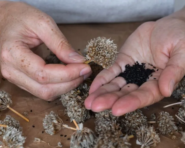 сухие семенные коробочки однолетников сбор семян