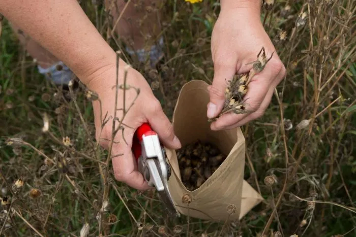 сбор семян однолетников в солнечный день