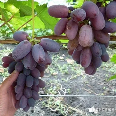 sentyabrina-1-229649