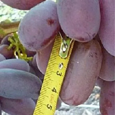 sentyabrina-3-229649