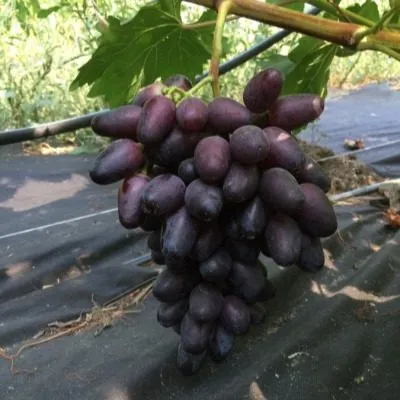 sentyabrina-main-229649