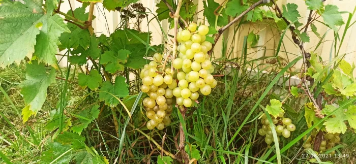 severnyy-ranniy-2-236629