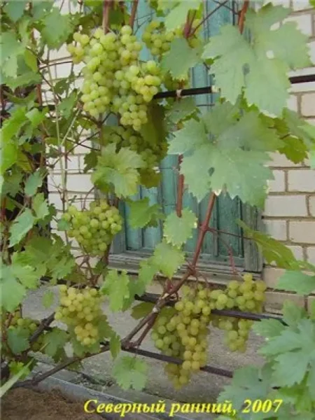 severnyy-ranniy-3-236629