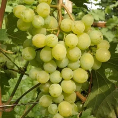 severnyy-ranniy-4-236629