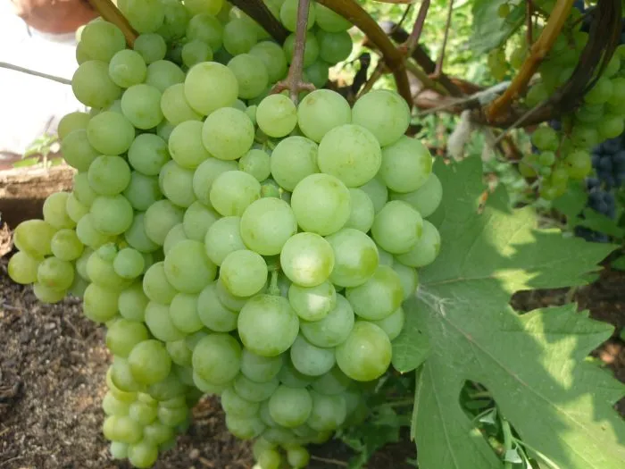 severnyy-ranniy-main-236629