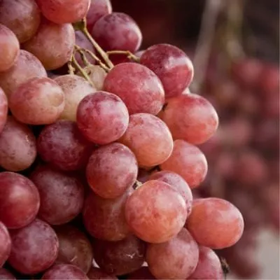 shirvindta-main-225975