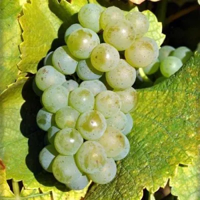 silvaner-5-233680