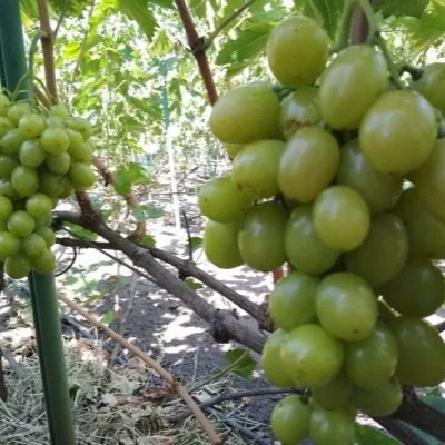 sindikat-main-233841