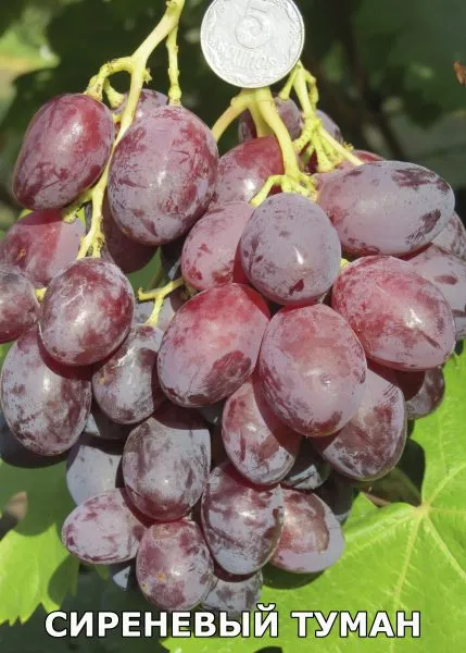 sirenevyy-tuman-1-228010