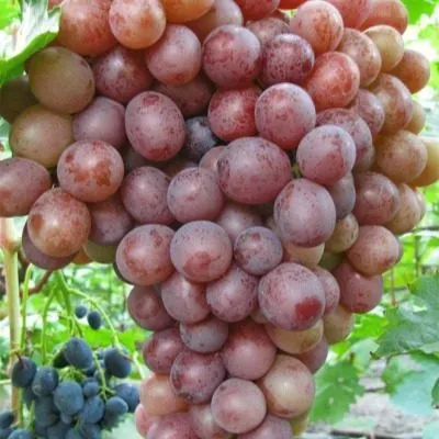 sirenevyy-tuman-4-228010